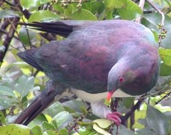 kereru, wood pigeon - photo by Kay Stowell
